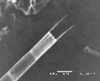 Image of Auracoseira (filtration failure)