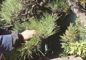 A landscaping craftsman cares for pine trees