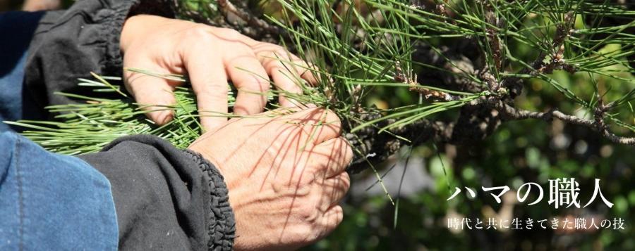 Photographs of a landscaping craftsman taking care of pine trees