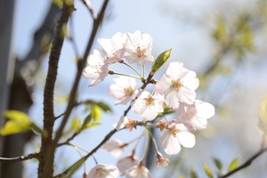 Jindai Akebono