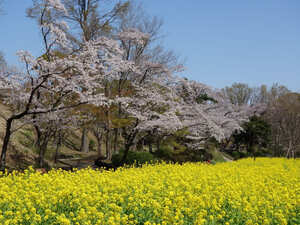 Yokohama City Jido-yuenchi Park