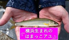 I want to protect the waterside where Ayu fireflies can live!