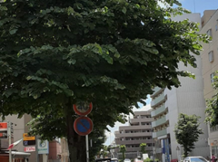 Photographs of street trees