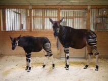 Image of parent and child of okapi