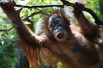 Photographs of a child in orangutan