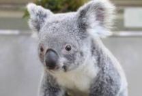 Photographs of koala