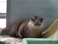 Photographs of otter, Eurasia