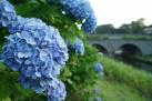 Hydrangea and Glasses Bridge